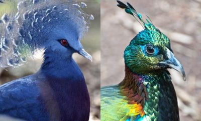 10 Burung dengan Jambul Cantik, Rambut Manusia Kalah Nih
