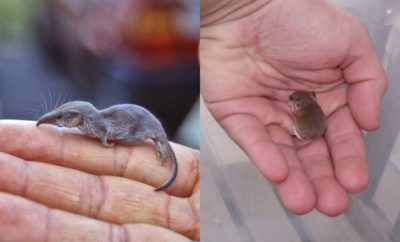 10 Hewan Terkecil di Dunia, Ada yang Sebesar Jari