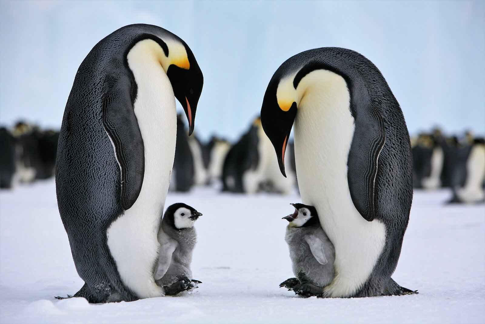 Tahan Dingin, 10 Hewan yang Hidup di Antartika