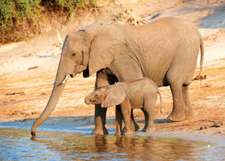 10 Hewan yang Hidup di Sabana, Kecil hingga Buas Dailysia