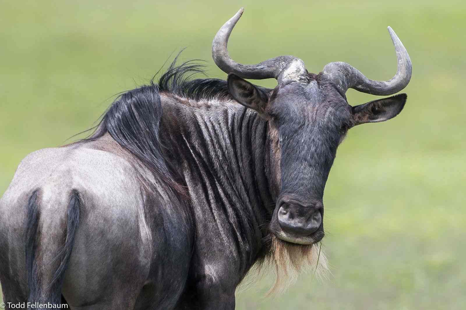 Sudah Tahu Belum? Ini Nih 10 Hewan yang Tinggal di Sabana