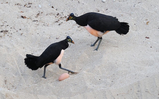 Kisah Maleo Senkawor, Burung Unik yang Setia pada Pasangannya