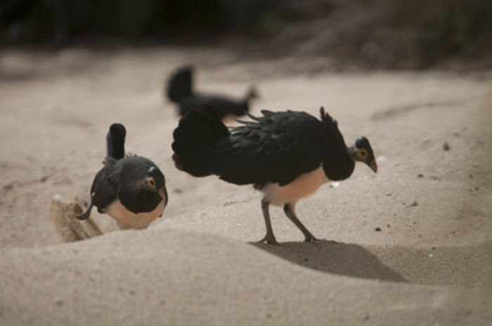 Kisah Maleo Senkawor, Burung Unik yang Setia pada Pasangannya