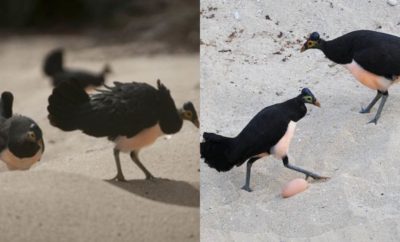 Kisah Maleo Senkawor, Burung Unik yang Setia pada Pasangannya