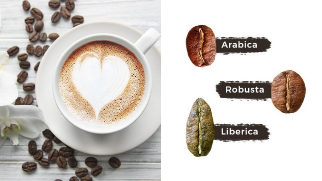 Perbedaan Kandungan Kafein Kopi Robusta dan Arabika