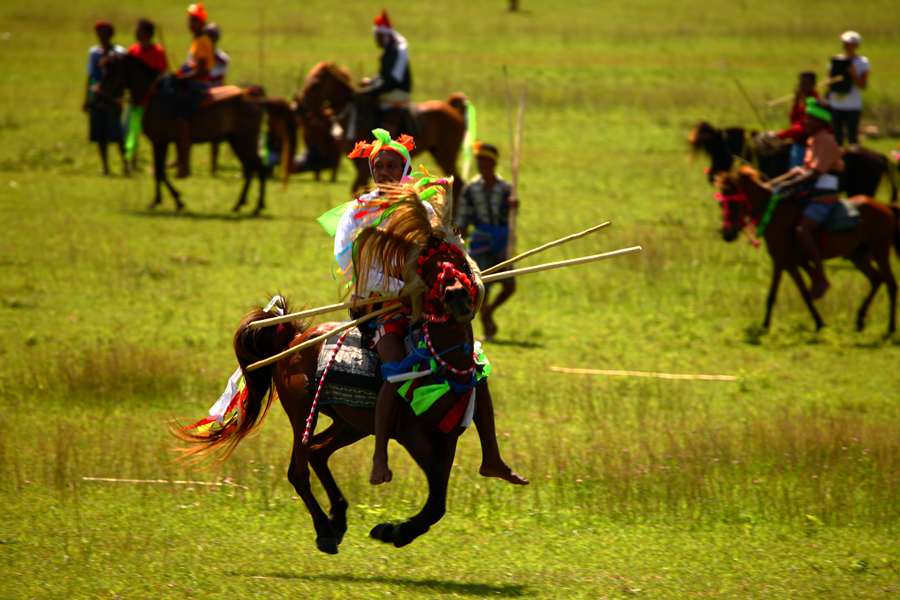 Kenali Kuda Pacu Legendaris Sumba