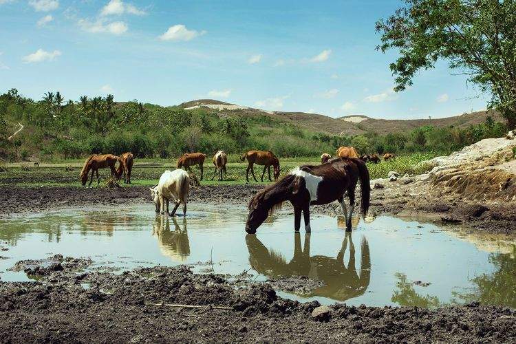 Kenali Sandelwood Pony, Kuda Pacu Legendaris dari Sumba