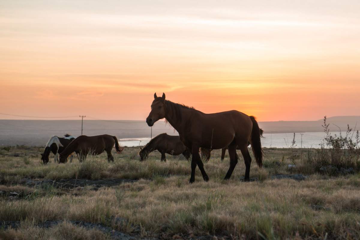 Kenali Sandelwood Pony, Kuda Pacu Legendaris dari Sumba