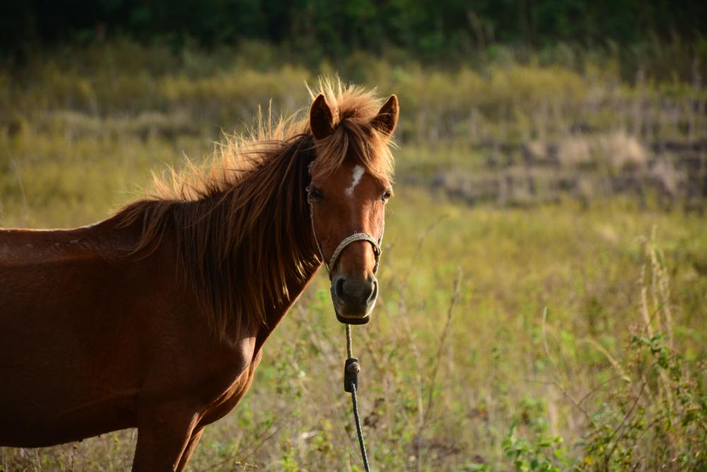 Kenali Sandelwood Pony, Kuda Pacu Legendaris dari Sumba
