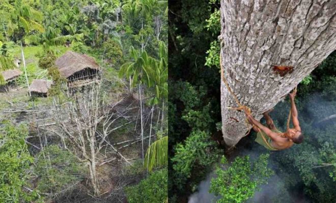 Suku Korowai, Penduduk Asal Papua dengan Rumah Pohon Tertinggi