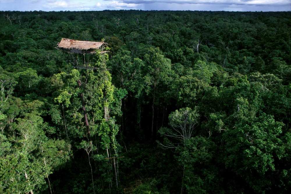 Suku Korowai, Penduduk Asal Papua dengan Rumah Pohon Tertinggi 