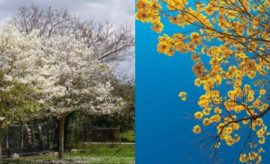 Mengenal Bunga Tabebuya, Tanaman yang Indah dan Mirip Sakura
