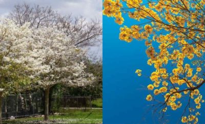 Mengenal Bunga Tabebuya, Tanaman yang Indah dan Mirip Sakura