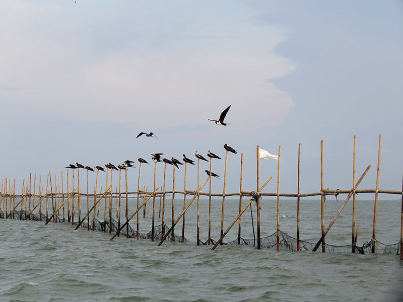 Keunikan Bajak Laut Terbang