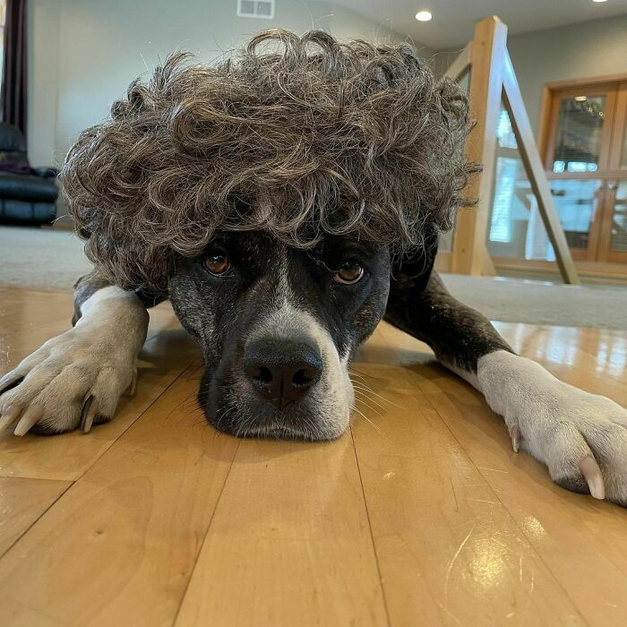 Gemas, 10 Potret Anjing Memakai Wig Seperti Manusia