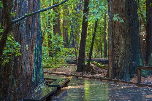 Bohemian Club, Tempat Rahasia Komunitas Orang Kaya Amerika