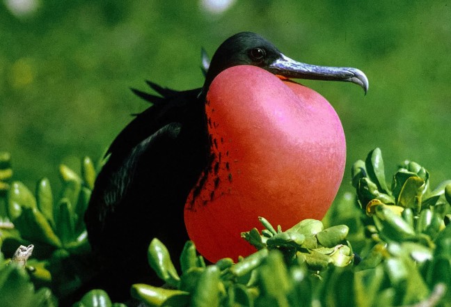 Keunikan Burung Cikalang, Bajak Laut Yang Bisa Terbang