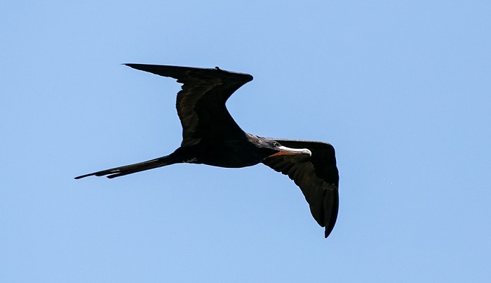 Keunikan Burung Cikalang, Bajak Laut Yang Bisa Terbang