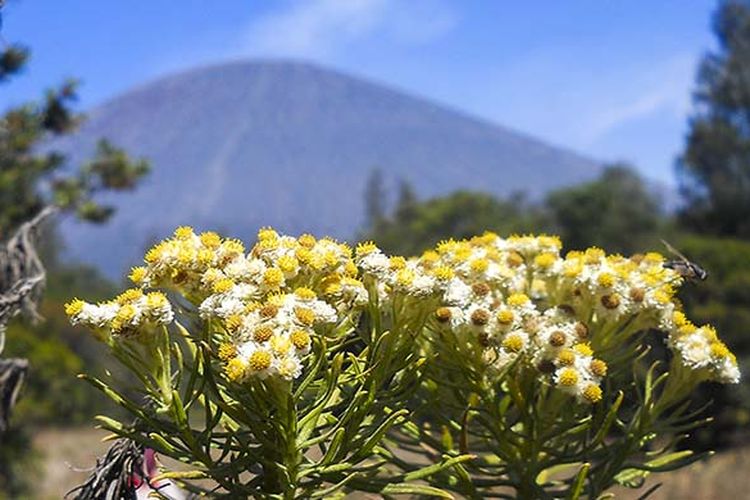 8 Fakta Tentang Edelweiss, Bunga Abadi Tidak Boleh Dipetik Sembarangan