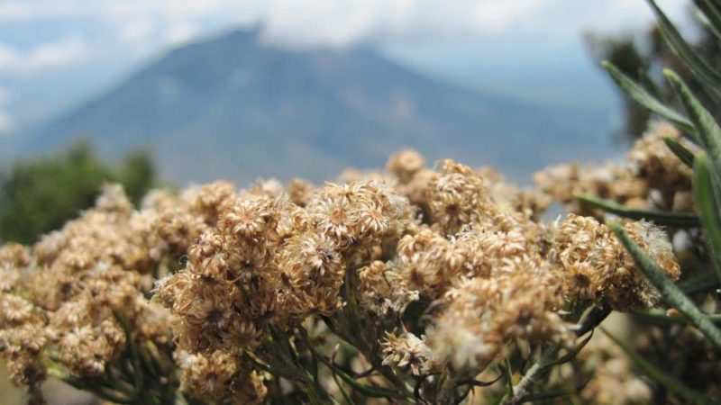 8 Fakta Tentang Edelweiss, Bunga Abadi Tidak Boleh Dipetik Sembarangan