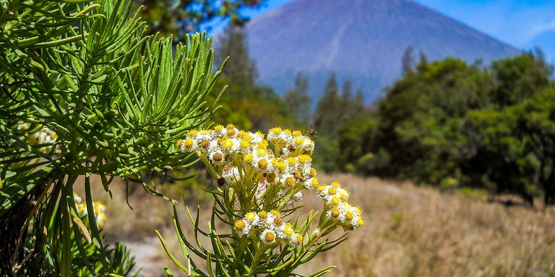 8 Fakta Tentang Edelweiss, Bunga Abadi Tidak Boleh Dipetik Sembarangan
