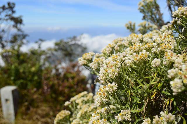8 Fakta Tentang Edelweiss, Bunga Abadi Tidak Boleh Dipetik Sembarangan