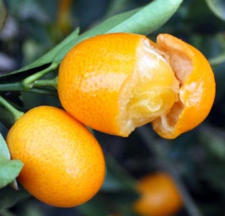 Benefits of Kimkit Oranges, Fruits That Can Be Eaten with the Peel