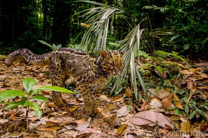 10 Spesies Kucing Besar yang Terancam Punah