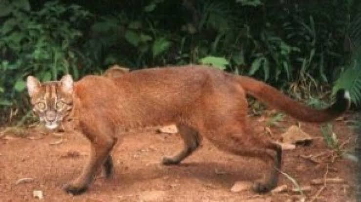 10 Spesies Kucing Besar yang Terancam Punah