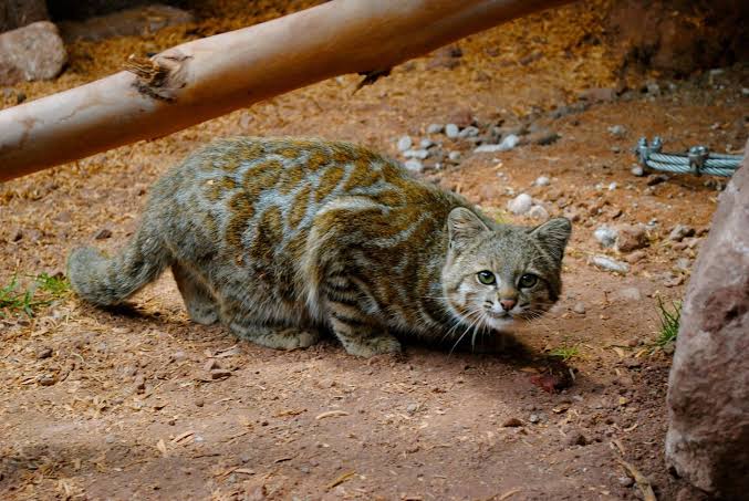 10 Spesies Kucing Besar yang Terancam Punah