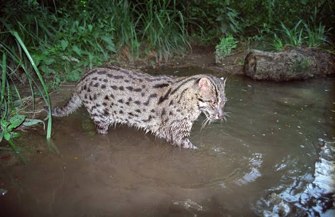 10 Spesies Kucing Besar yang Terancam Punah