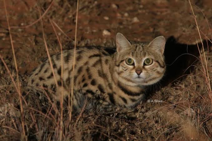 10 Spesies Kucing Besar yang Terancam Punah