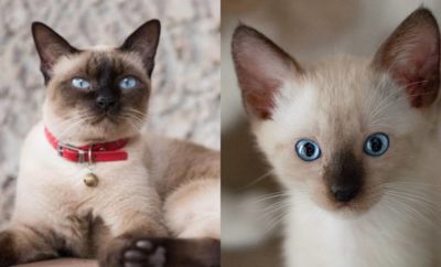 Uniknya Kucing Siam, Warna Bulunya Bisa Berubah-ubah