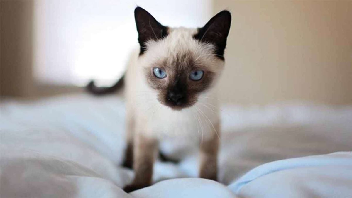 Uniknya Kucing  Siam  Warna Bulunya Bisa Berubah ubah 