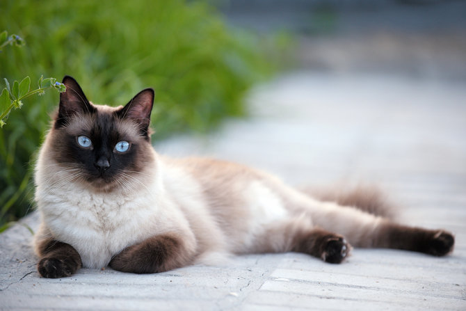 Keunikan kucing siam, warna bulunya bisa berubah