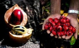 Mengenal Pala Siau, Komoditas Ekspor dari Ujung Sulawesi