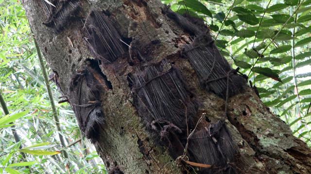 Menelusuri Passiliran, Pemakaman Bayi dalam Pohon di Toraja