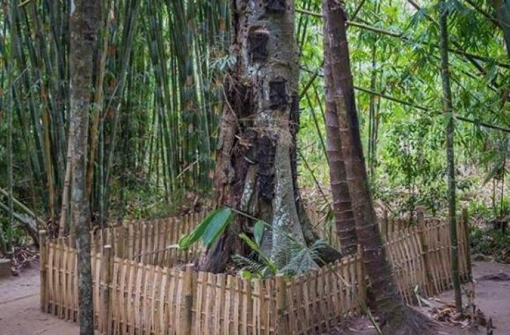 Menelusuri Passiliran, Pemakaman Bayi di Pepohonan di Toraja