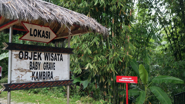 Menelusuri Passiliran, Pemakaman Bayi dalam Pohon di Toraja