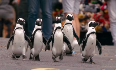 Sinopsis Penguin Town, Ketika Sekelompok Penguin Berbaur dengan Warga Kota
