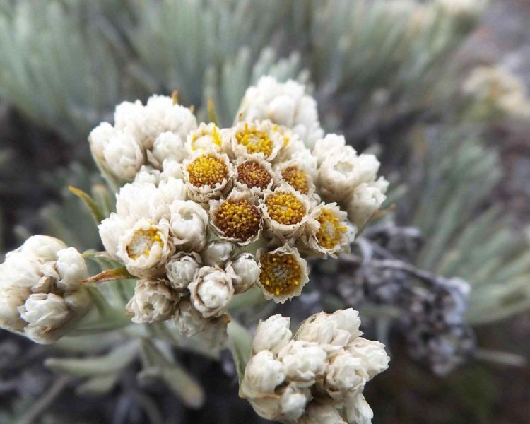 8 Fakta Tentang Edelweiss, Bunga Abadi Tidak Boleh Dipetik Sembarangan