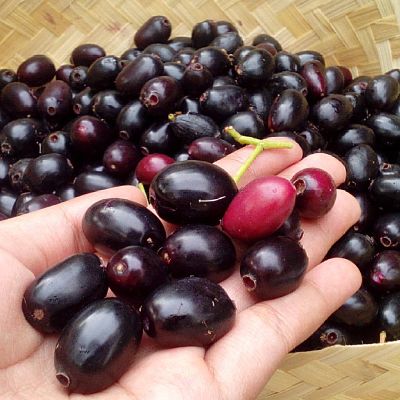 7 Benefits of Jamun, Overcoming Anemia to Cancer Risk