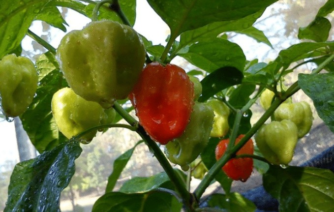 Mengenal Buah Ekstra Pedas dari Tana Toraja