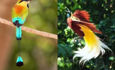 Mempesona, 10 Burung dengan Ekor Terindah di Dunia