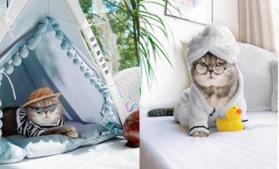 10 Potret Kucing dengan Outfit yang Stylish Abis