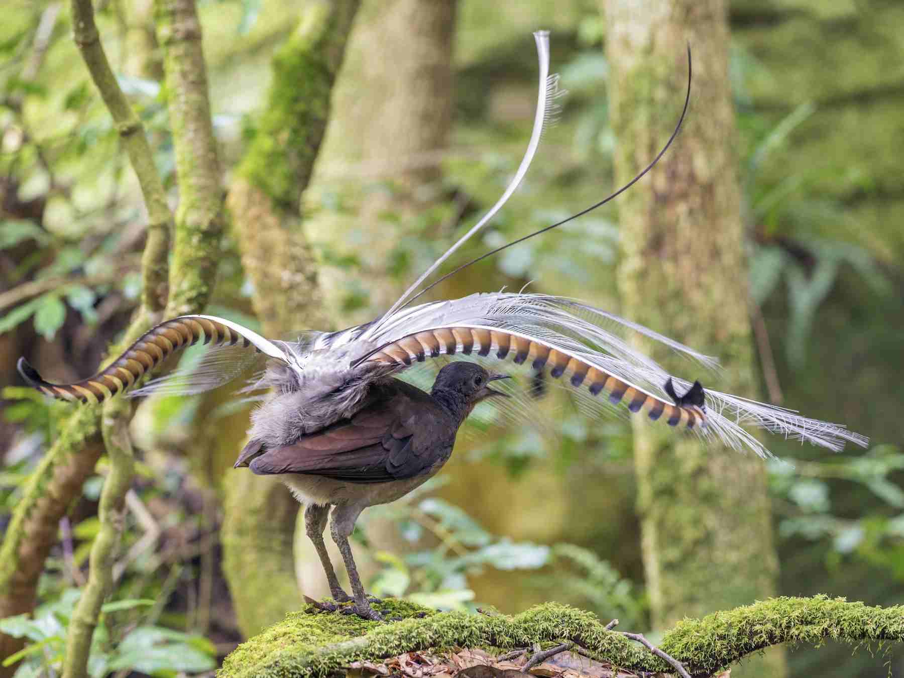 Mempesona, 10 Burung dengan Ekor Terindah di Dunia