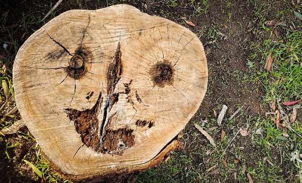 Fenomena Pareidolia, Ketika Benda Mati Terlihat seperti Wajah