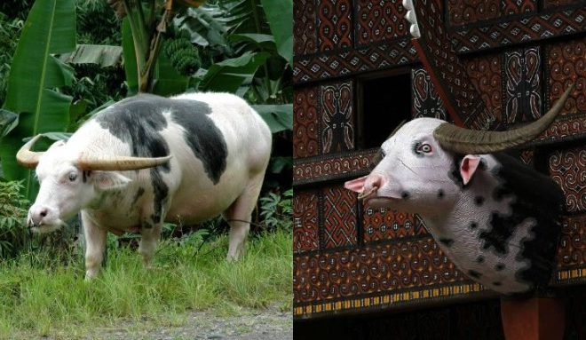 Harga kerbau albino toraja