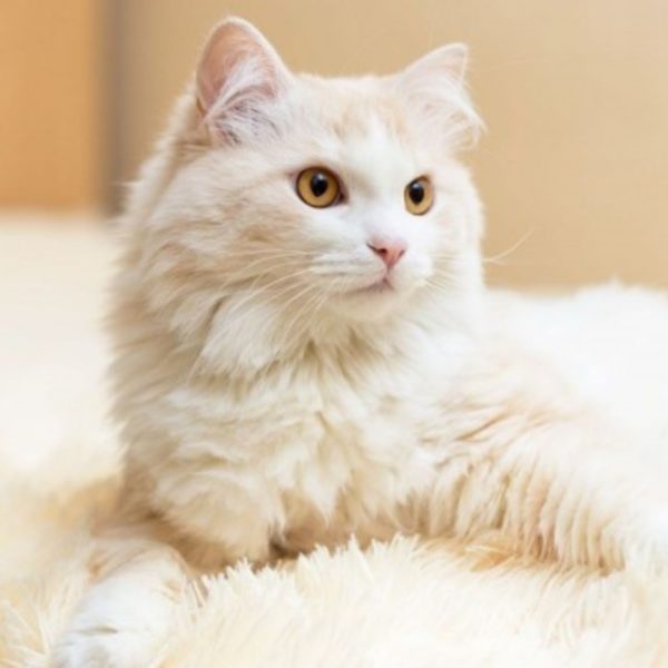 10 Fakta Kucing Muezza, Hewan Kesayangan Nabi Muhammad - Dailysia