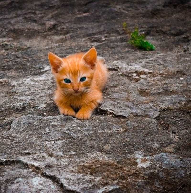 Apa nama kucing nabi muhammad